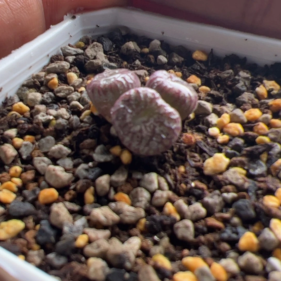 11.23奶杂多肉植物3