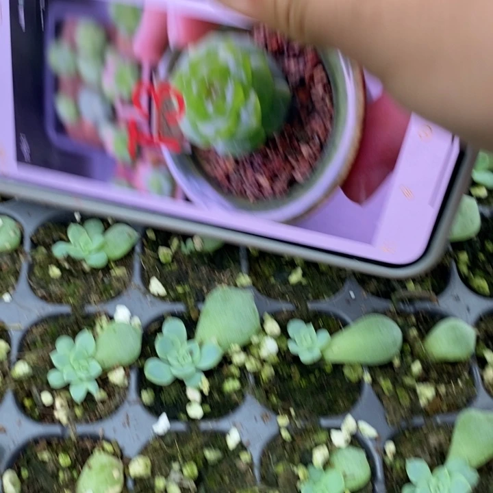 甜心t3叶插苗2颗多肉