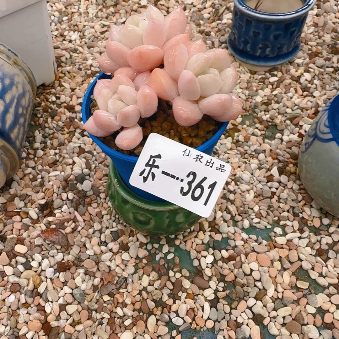 糖豆，361，仙农出品，