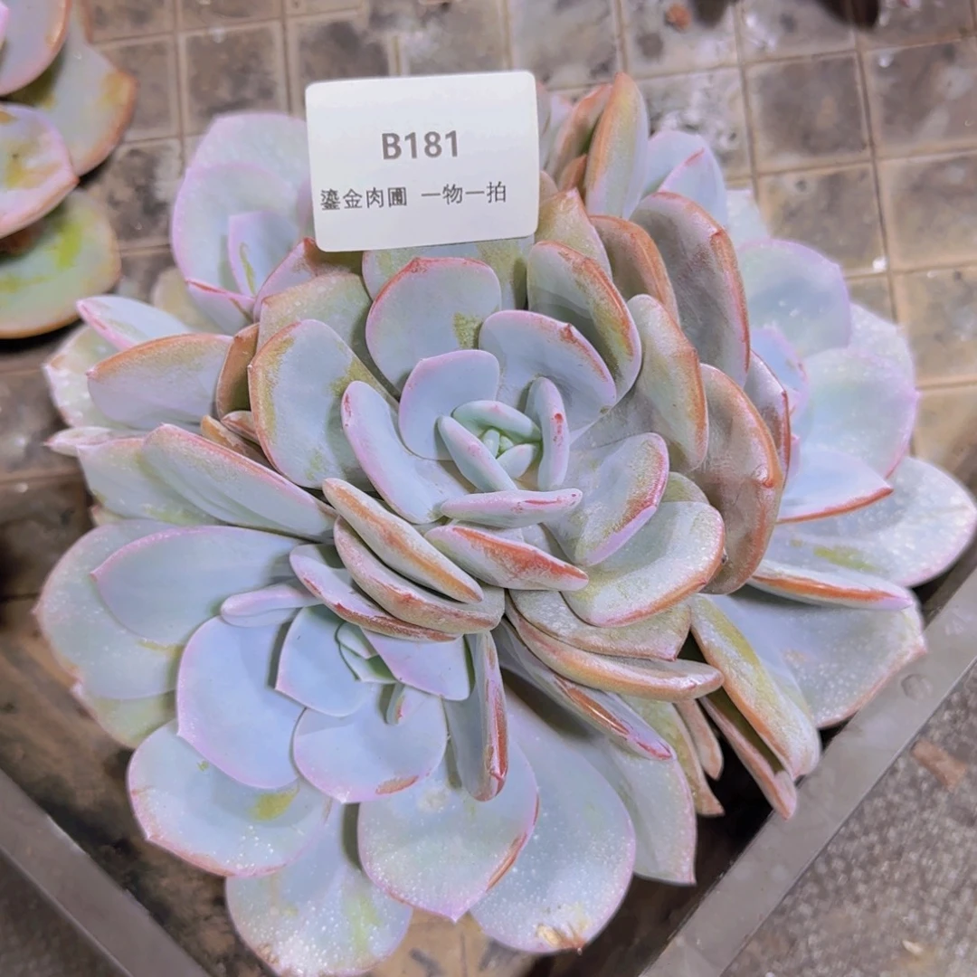 B181奶茶4头老桩