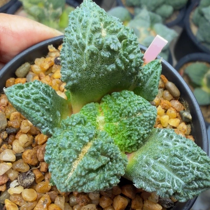 超级细颗粒外星血怒