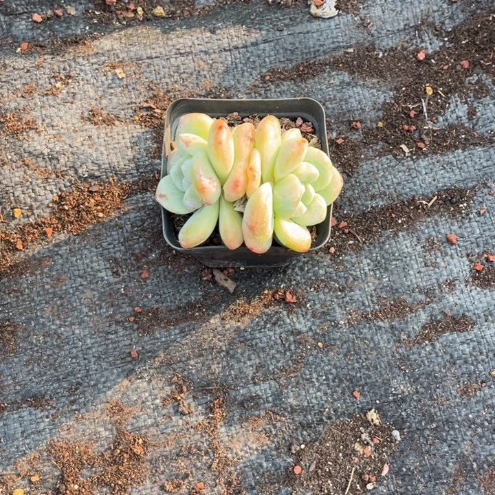 轻**杨冰玉多肉石化七方盆