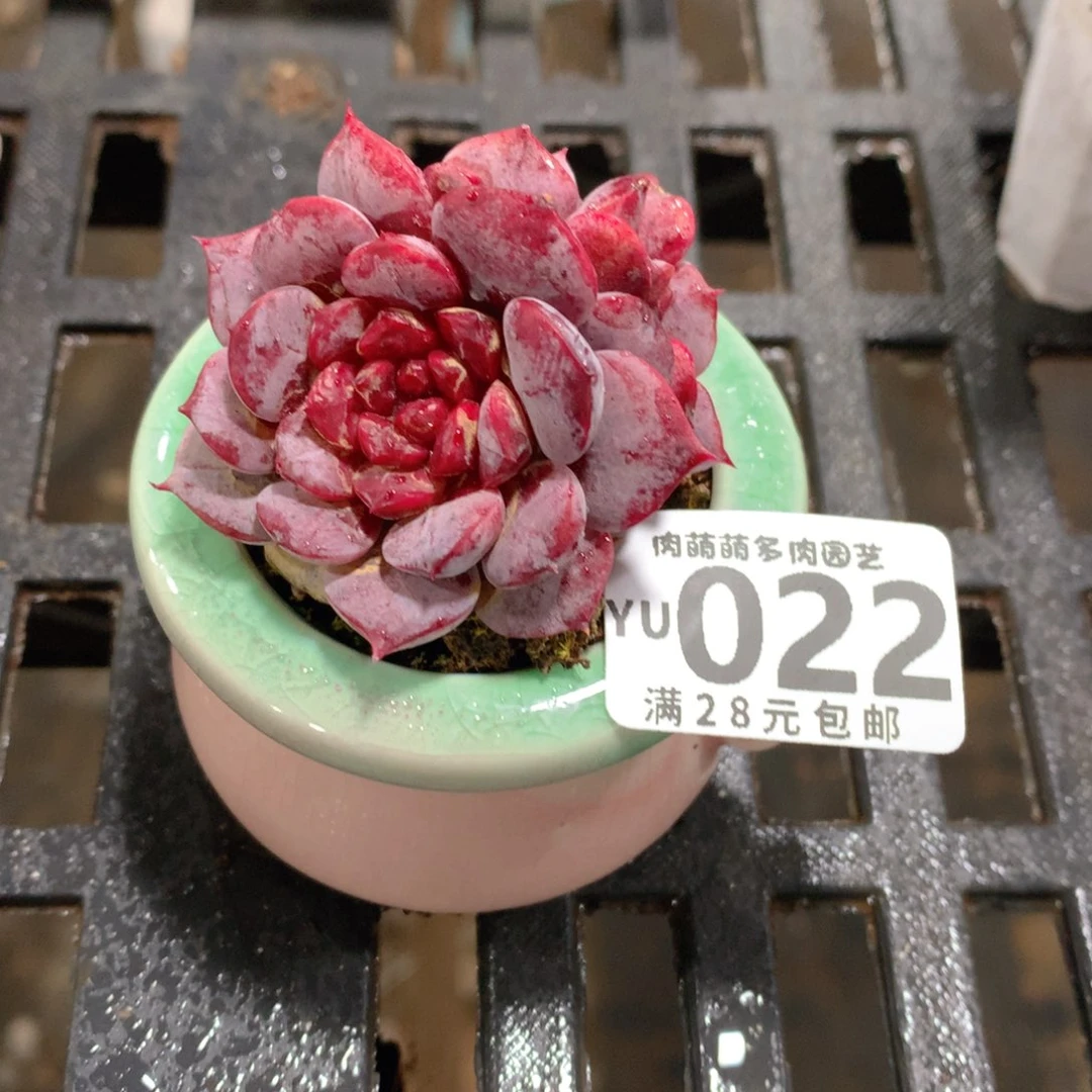 肉萌萌拇指盆精控多肉YU022