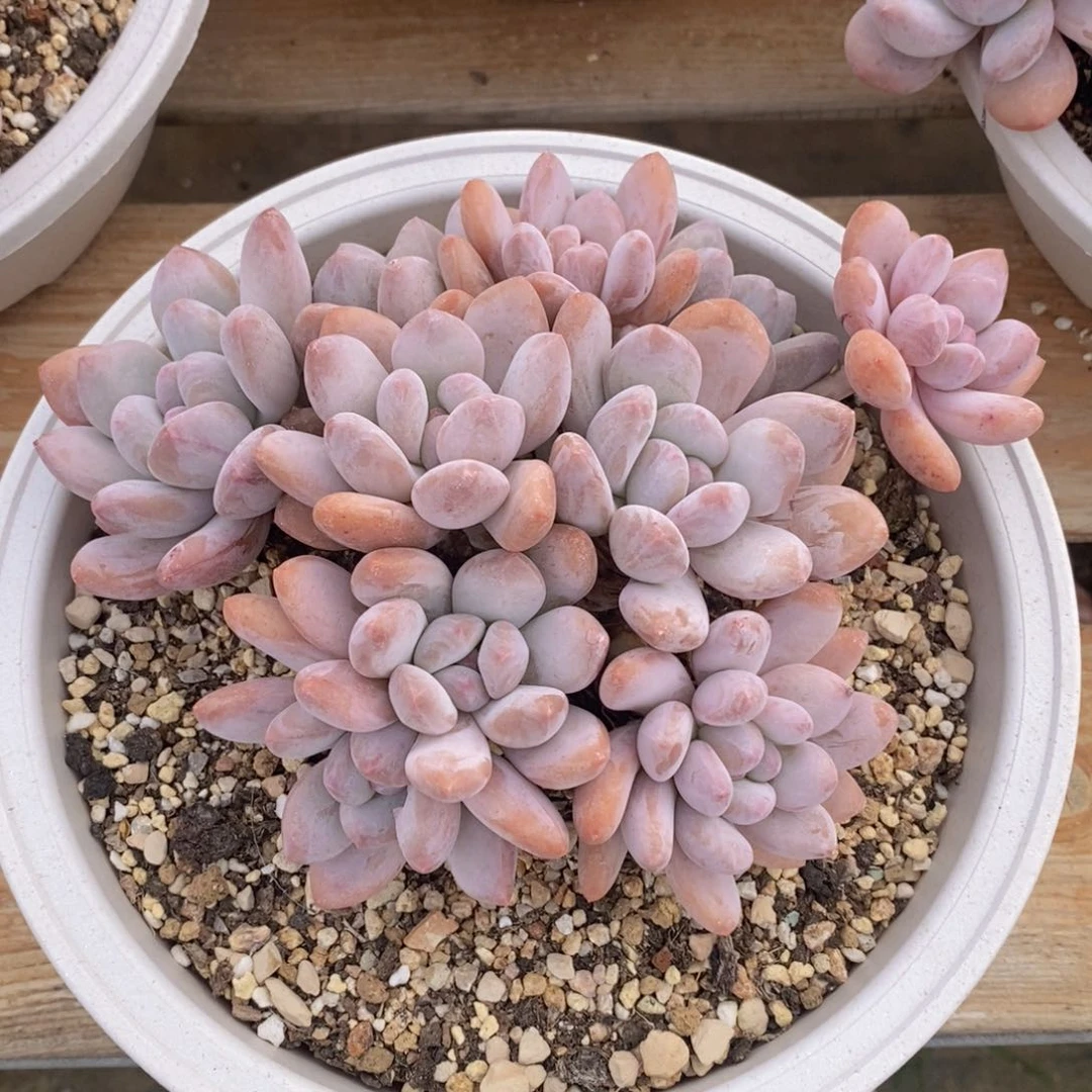 可问主播品种，下滑链接更多福利多肉选择