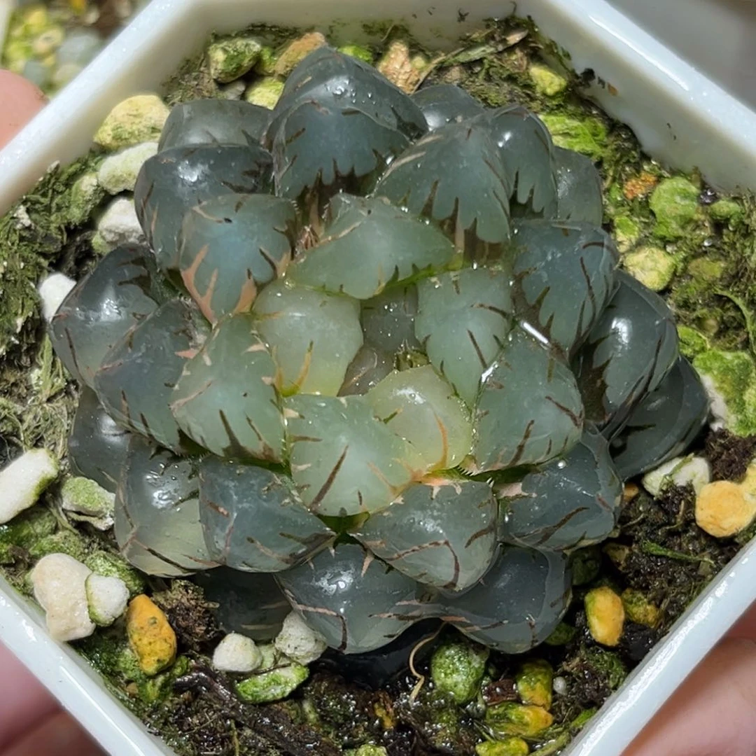 恭喜发财大吉大利758