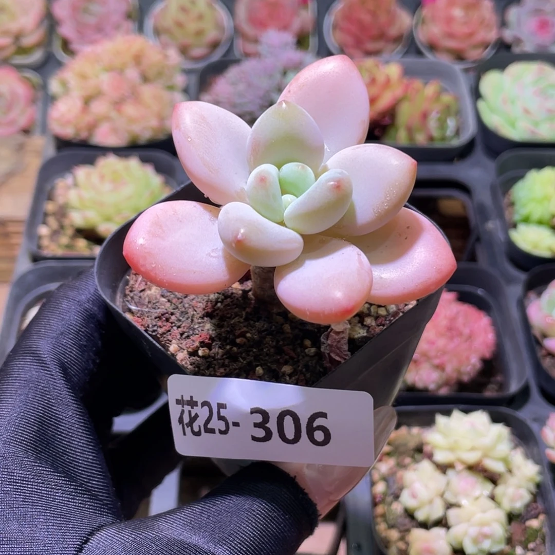 花利美25-306洛神