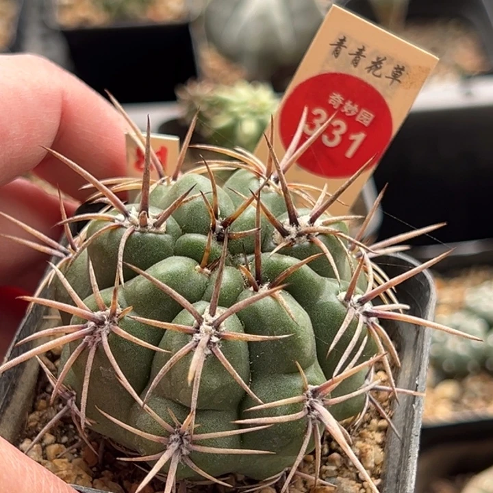 实生狂刺恐龙丸一棵仙人球