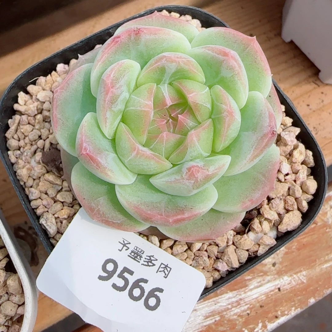 白桃，9566多肉植物