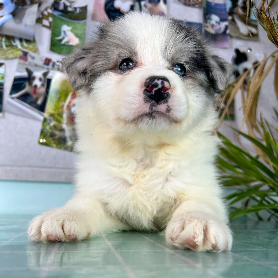 松子-蓝陨石色边牧边境牧羊犬幼犬妹妹