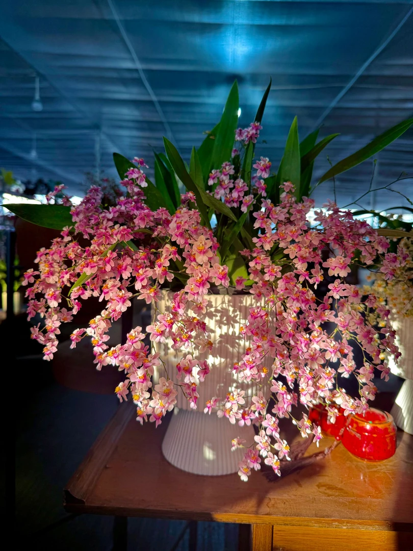 光宗粉梦香兰（10支 100# 送盆）4年苗  云南鲜花绿植