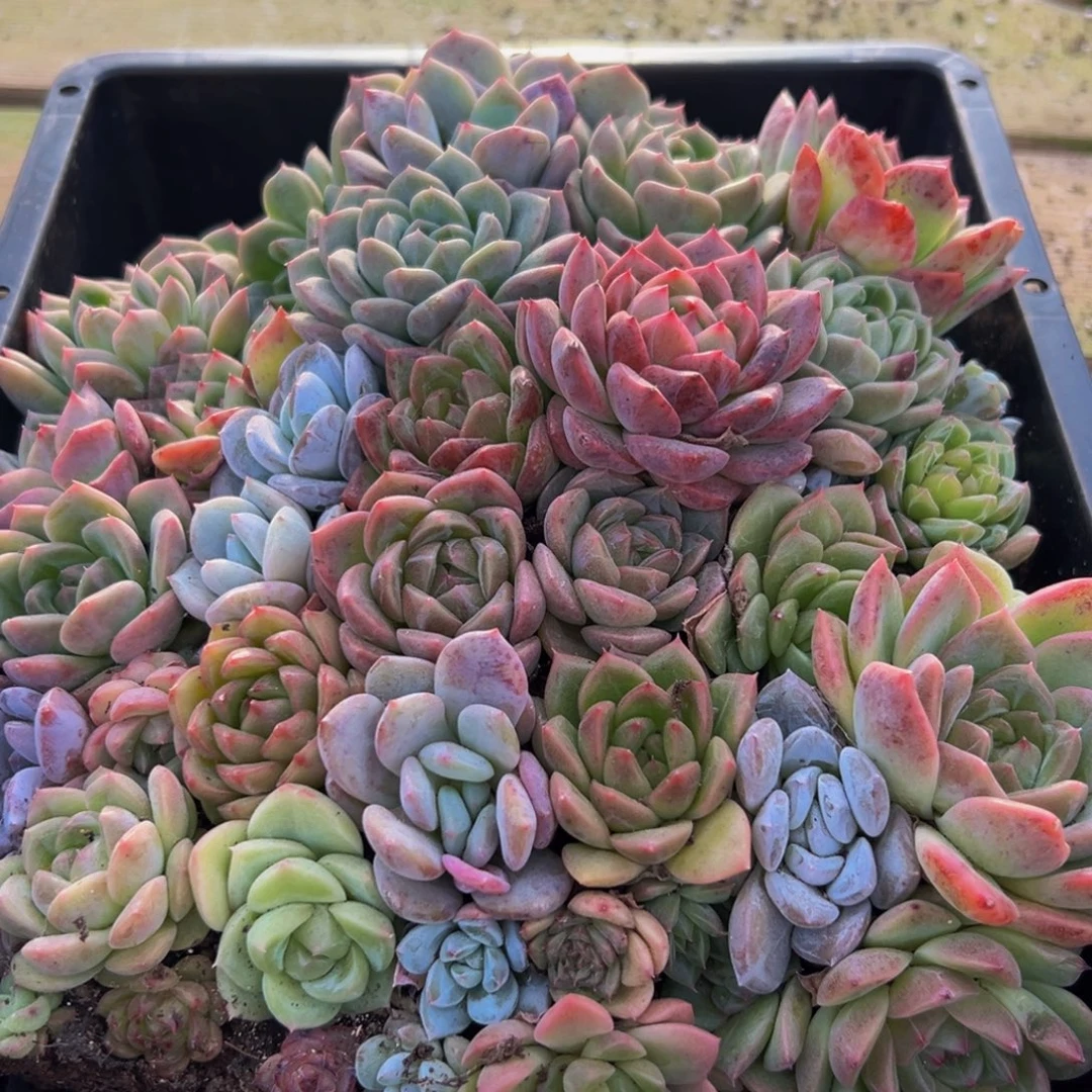 287多肉葡萄的味道是真的很