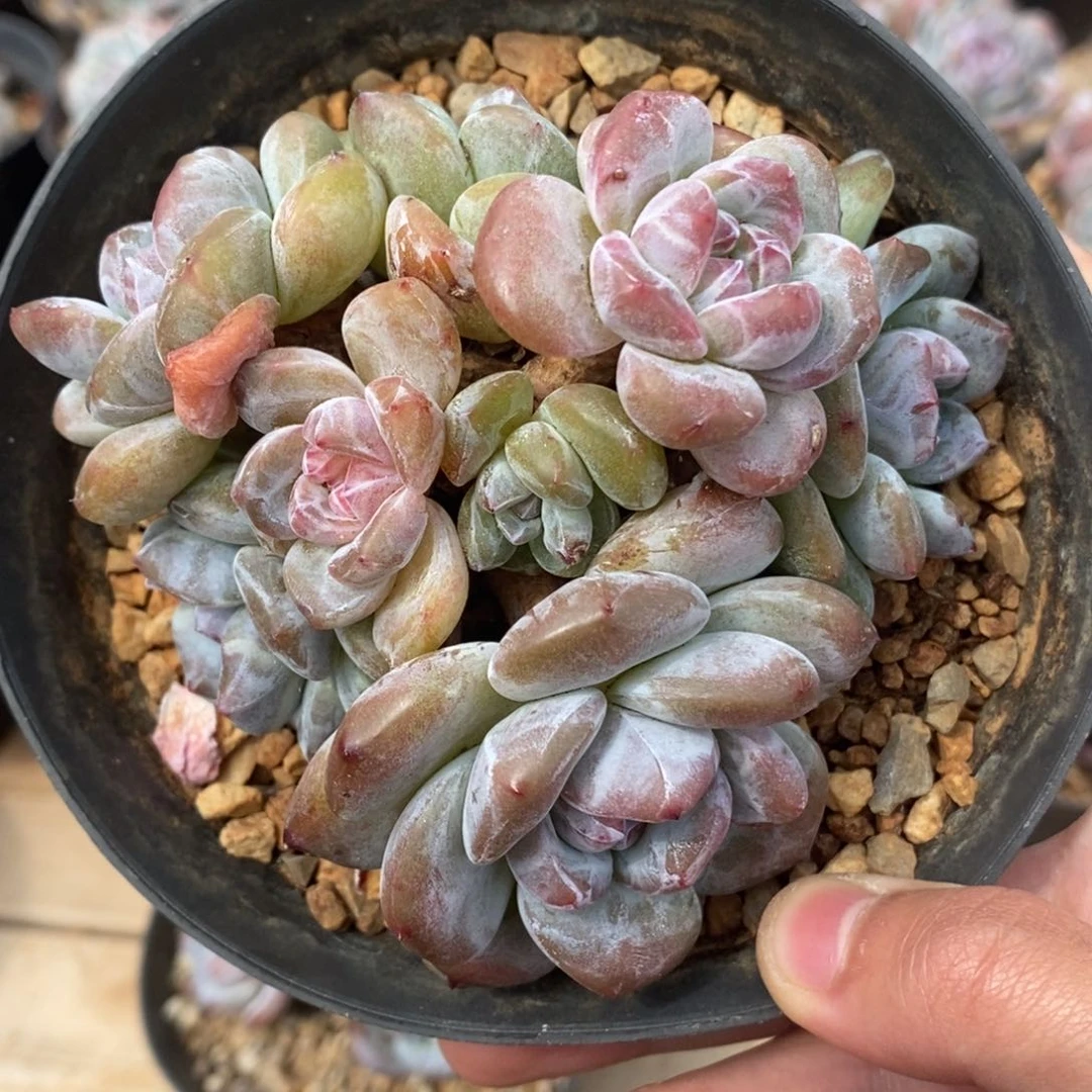 八头绿底紫心小肥肥包子