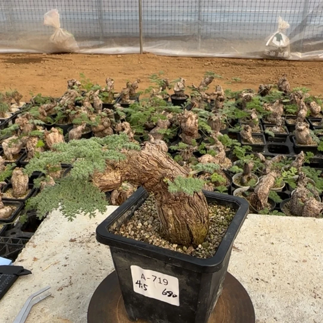 719枯木洋葵块根植物