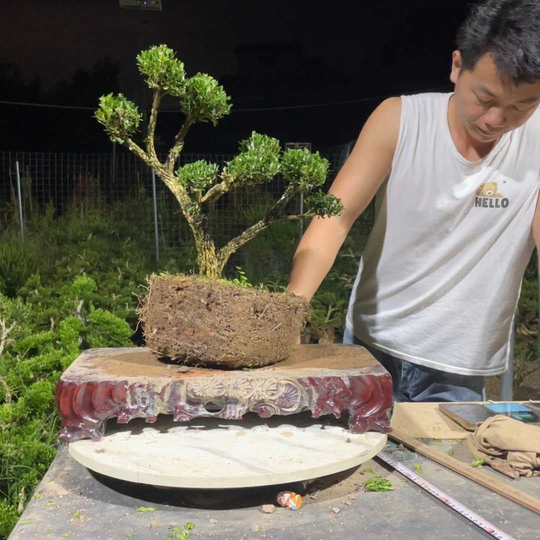 完全开放黄杨盆景