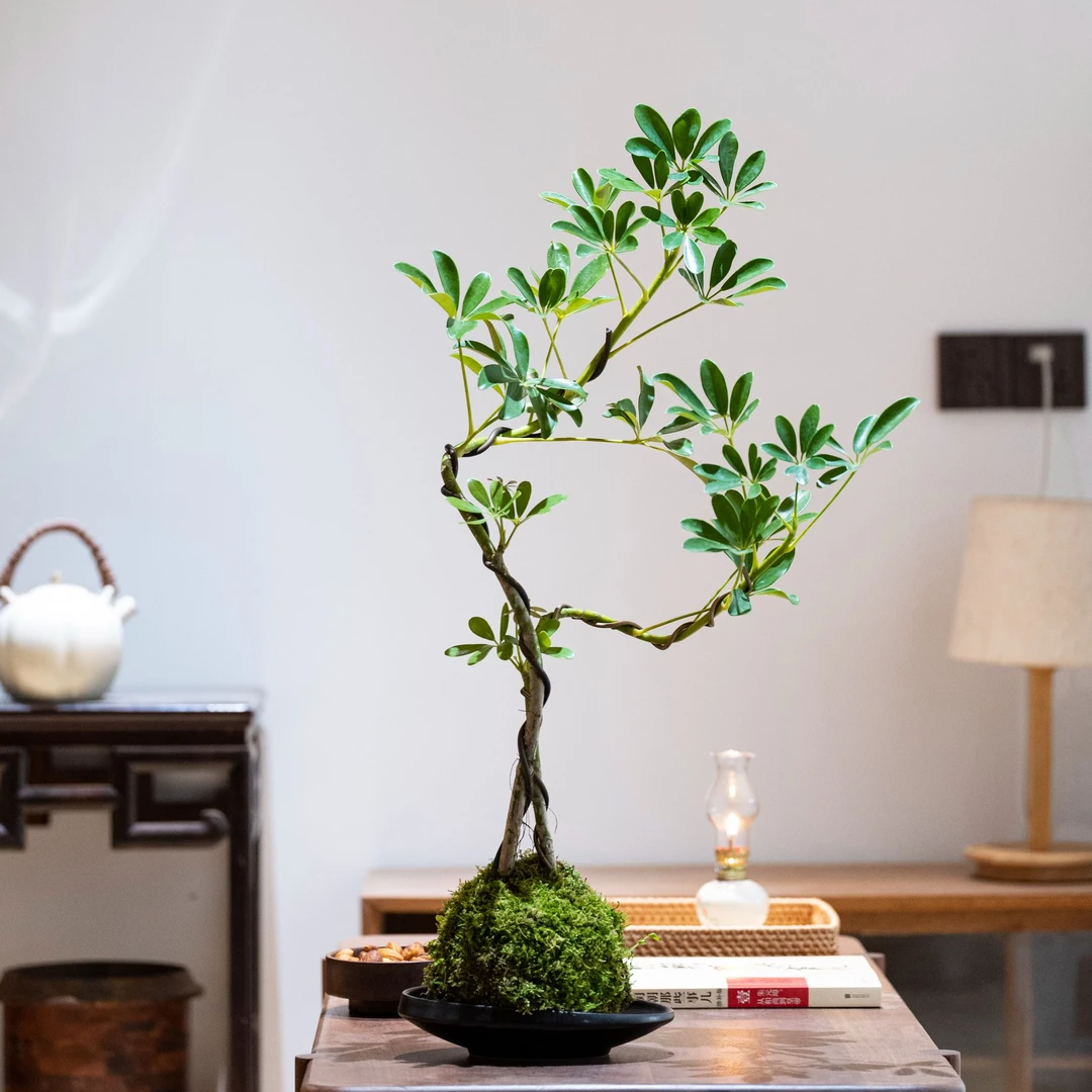 苔藓球双飘鸭脚木摇钱树八方来财七叶莲绿植禅意茶台中国室内盆景