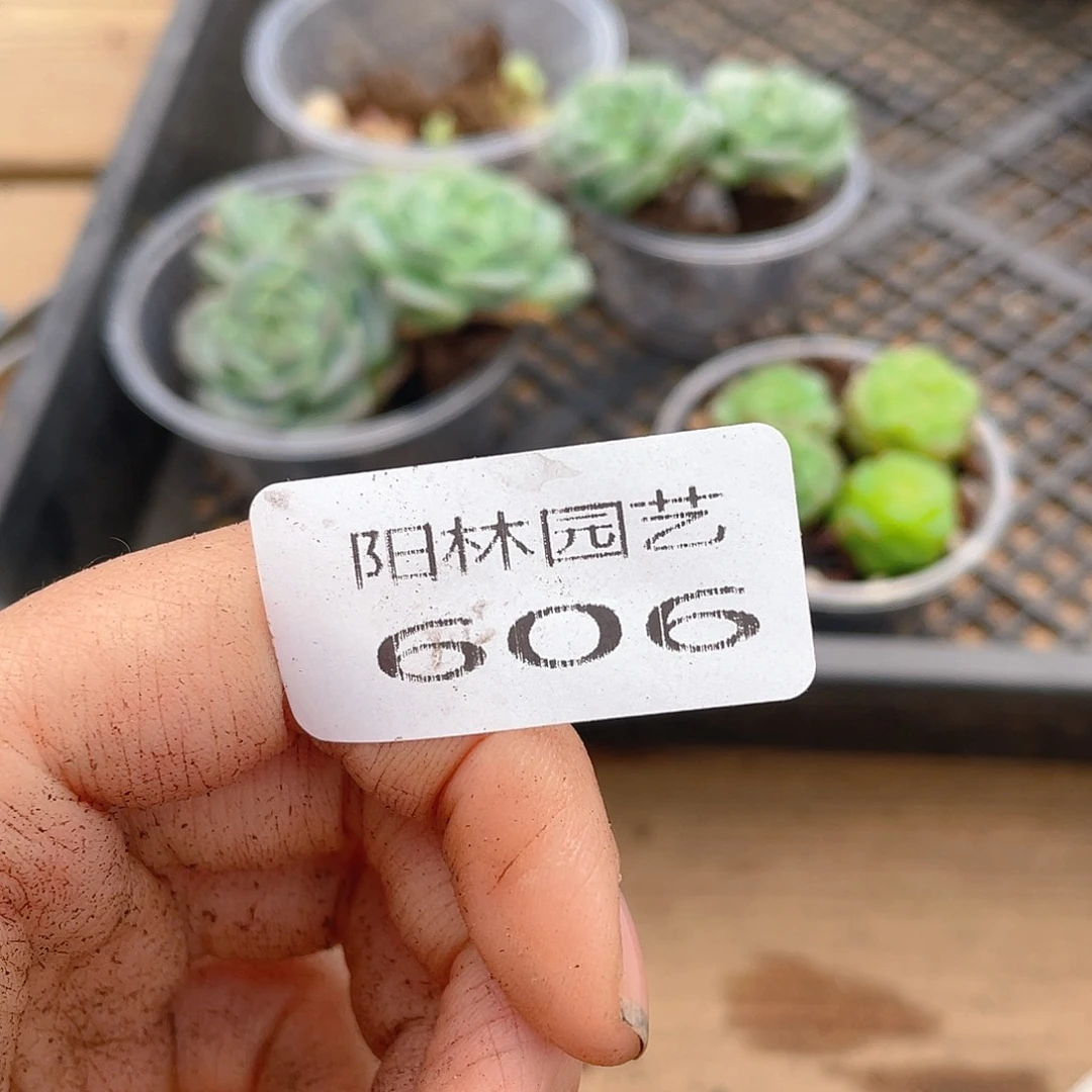 哦***喽多肉植物多肉植物606