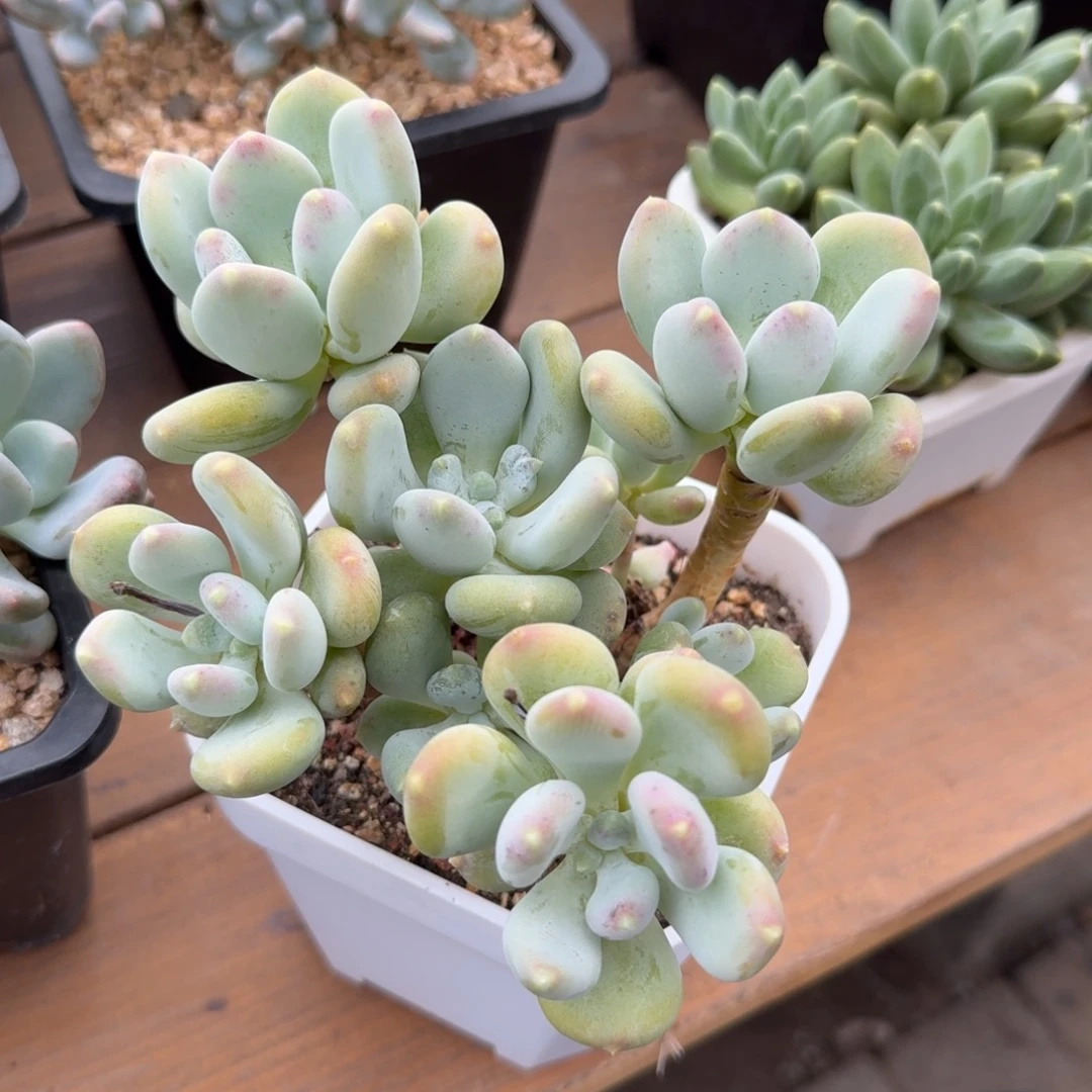 咖啡美人11111111111111111111