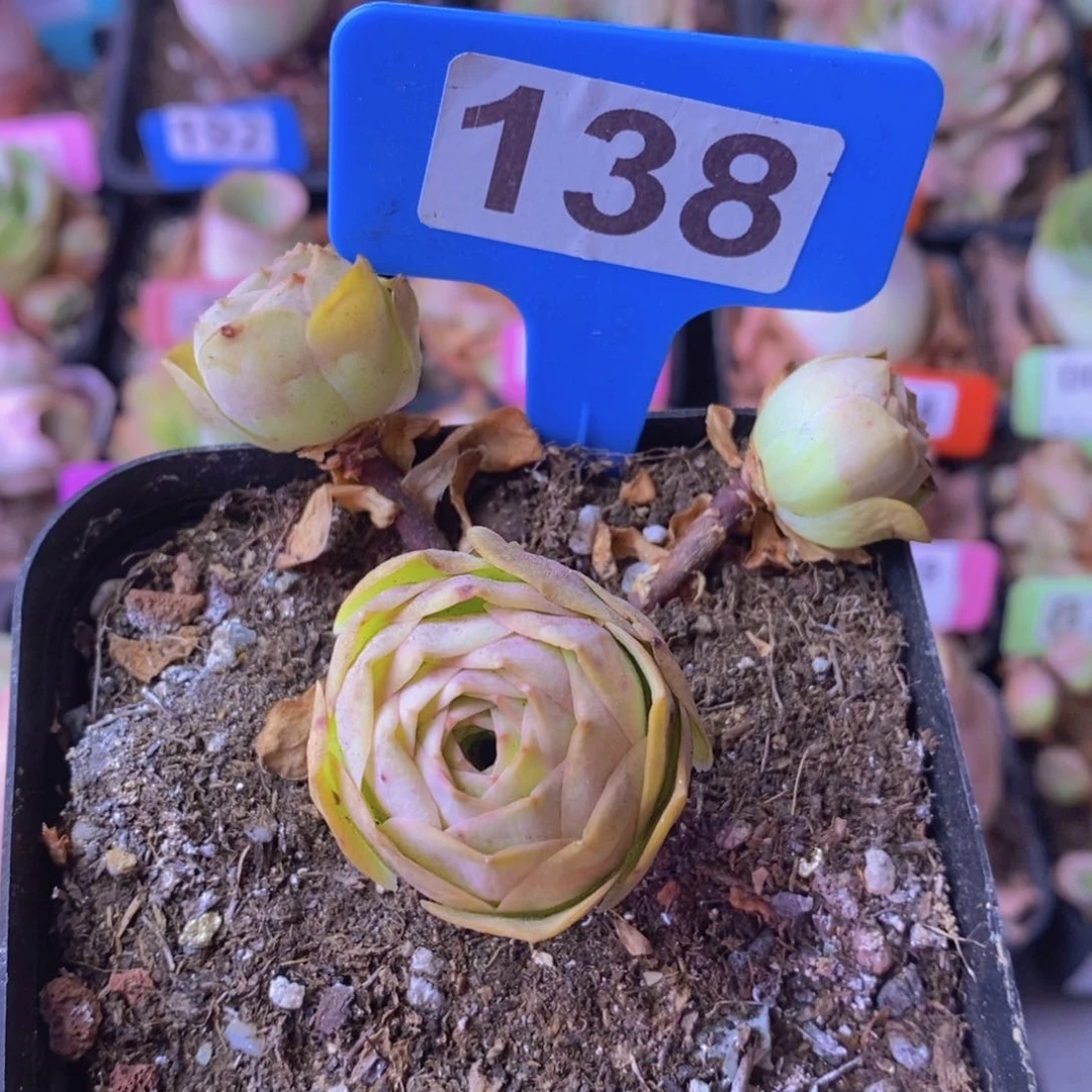 米奇头玫瑰一物一拍138