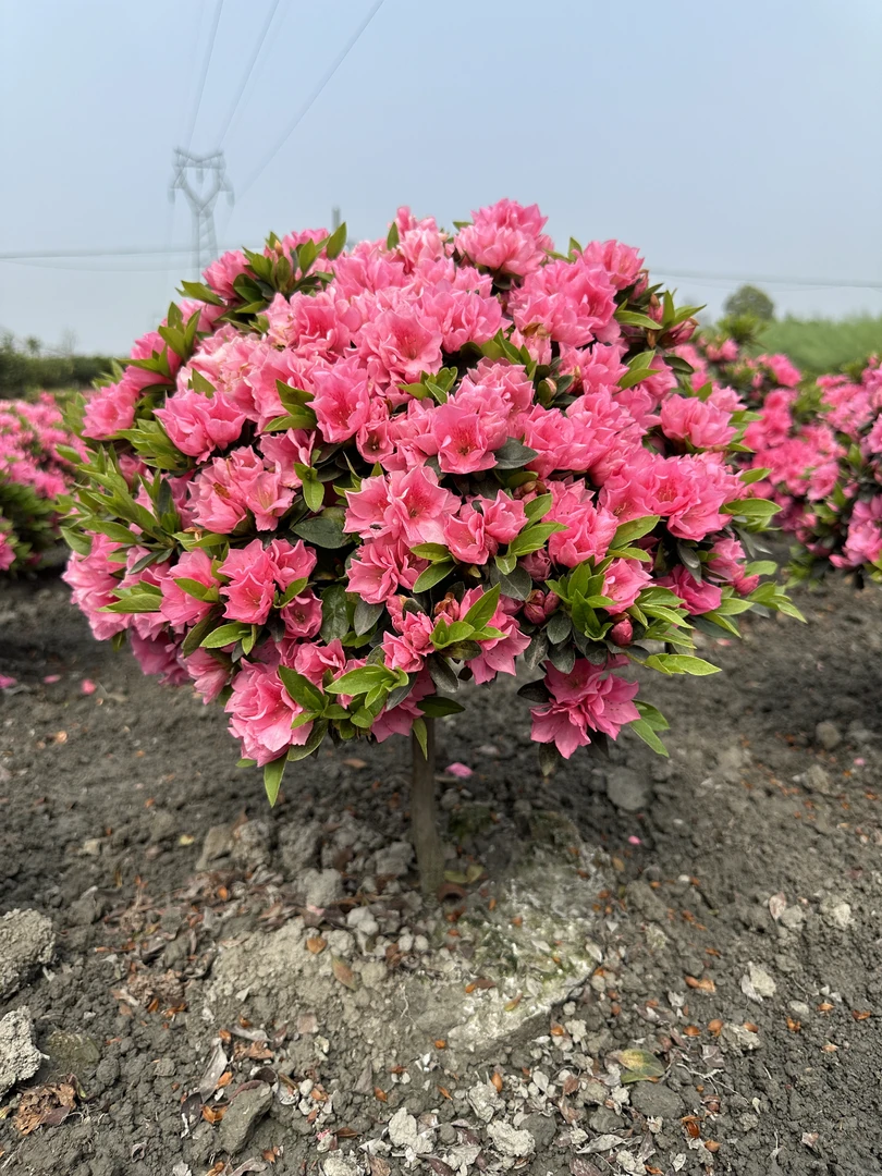杜鹃花室外栽种绿植盆栽庭院植物售后保障(30天售后)