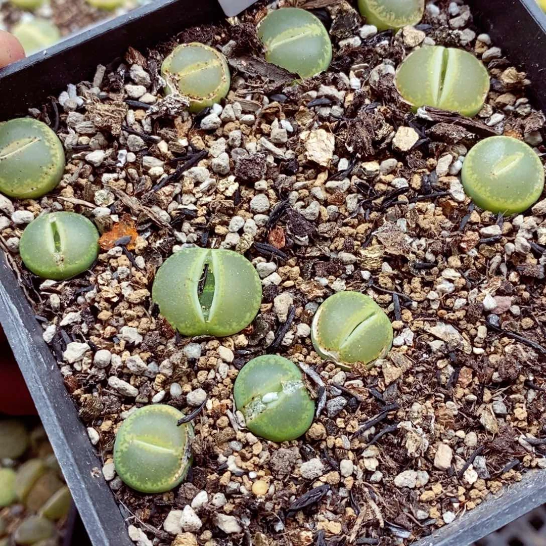 我的小姐姐们都是我的小可爱197