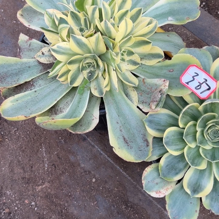 多肉植物387不售后