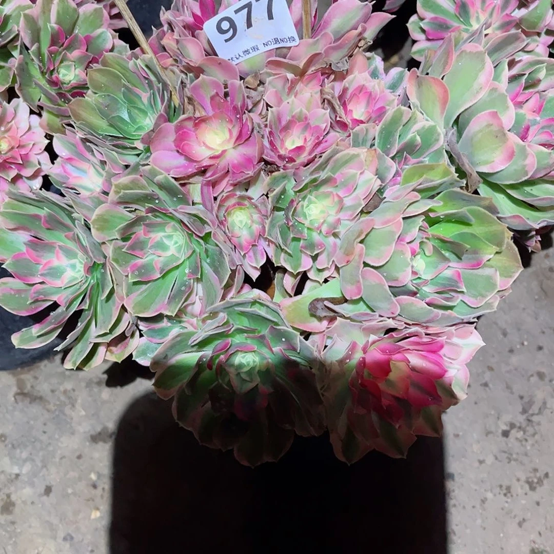 无花朵多肉植物977