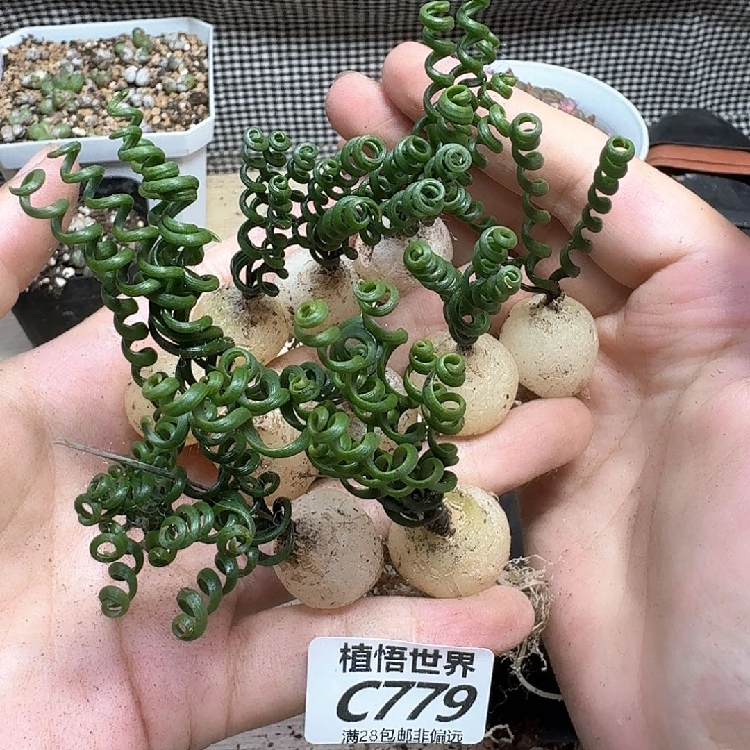 一颗一组量拍多肉的日子去