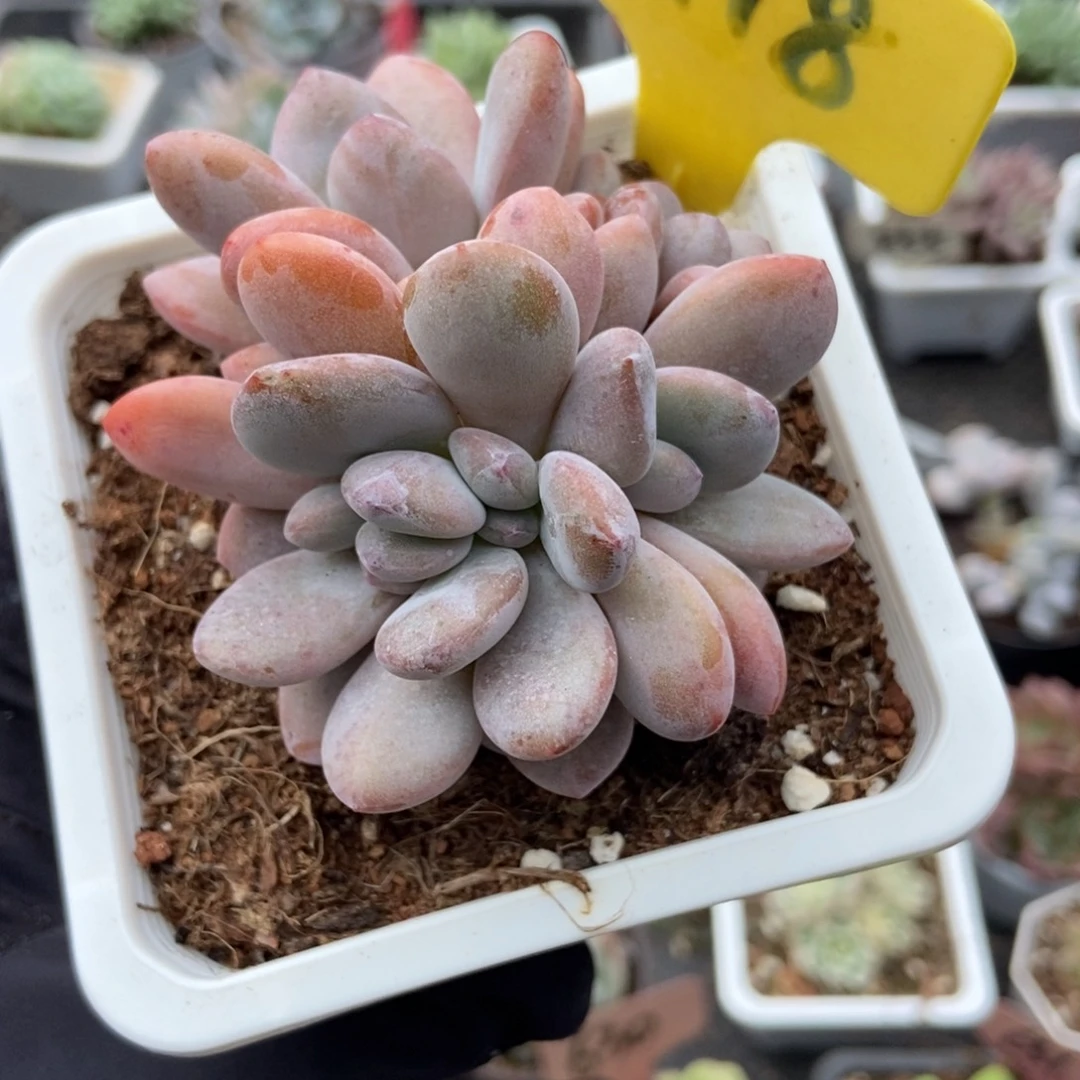 6118粉兔多肉植物多肉