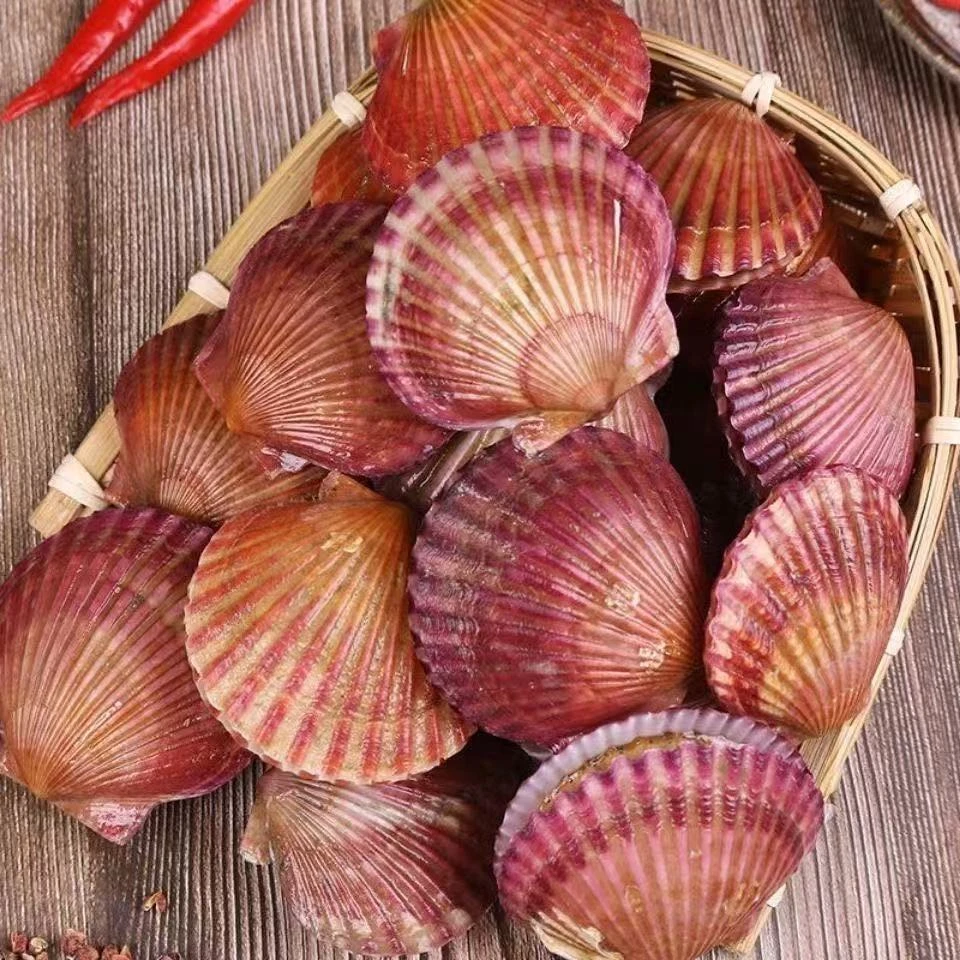 【五斤 顺丰京东包邮】小红贝鲜活大扇贝特大号新鲜水产带壳海捕Z