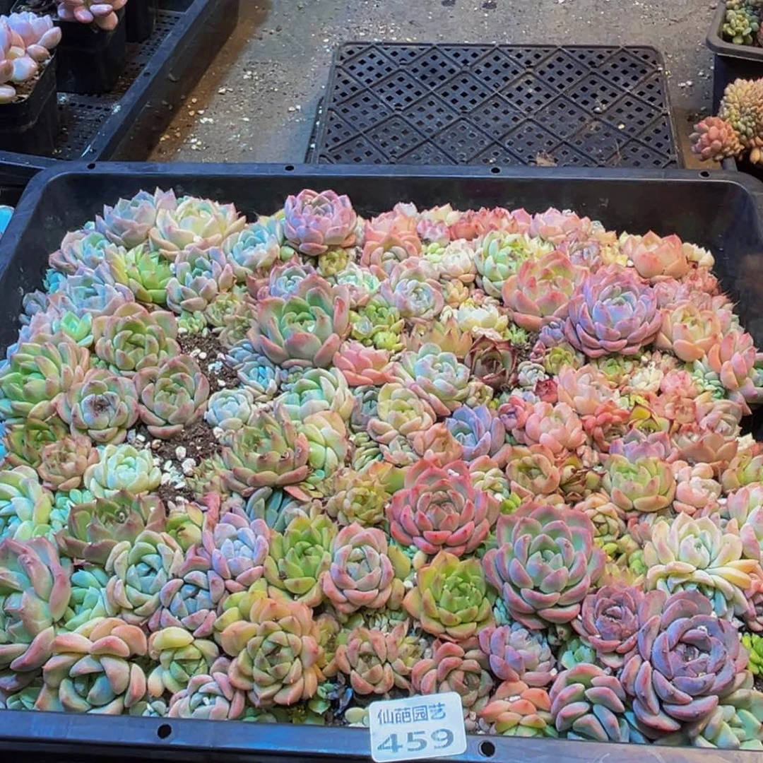 柠***荷459多肉的小龙虾和一个小