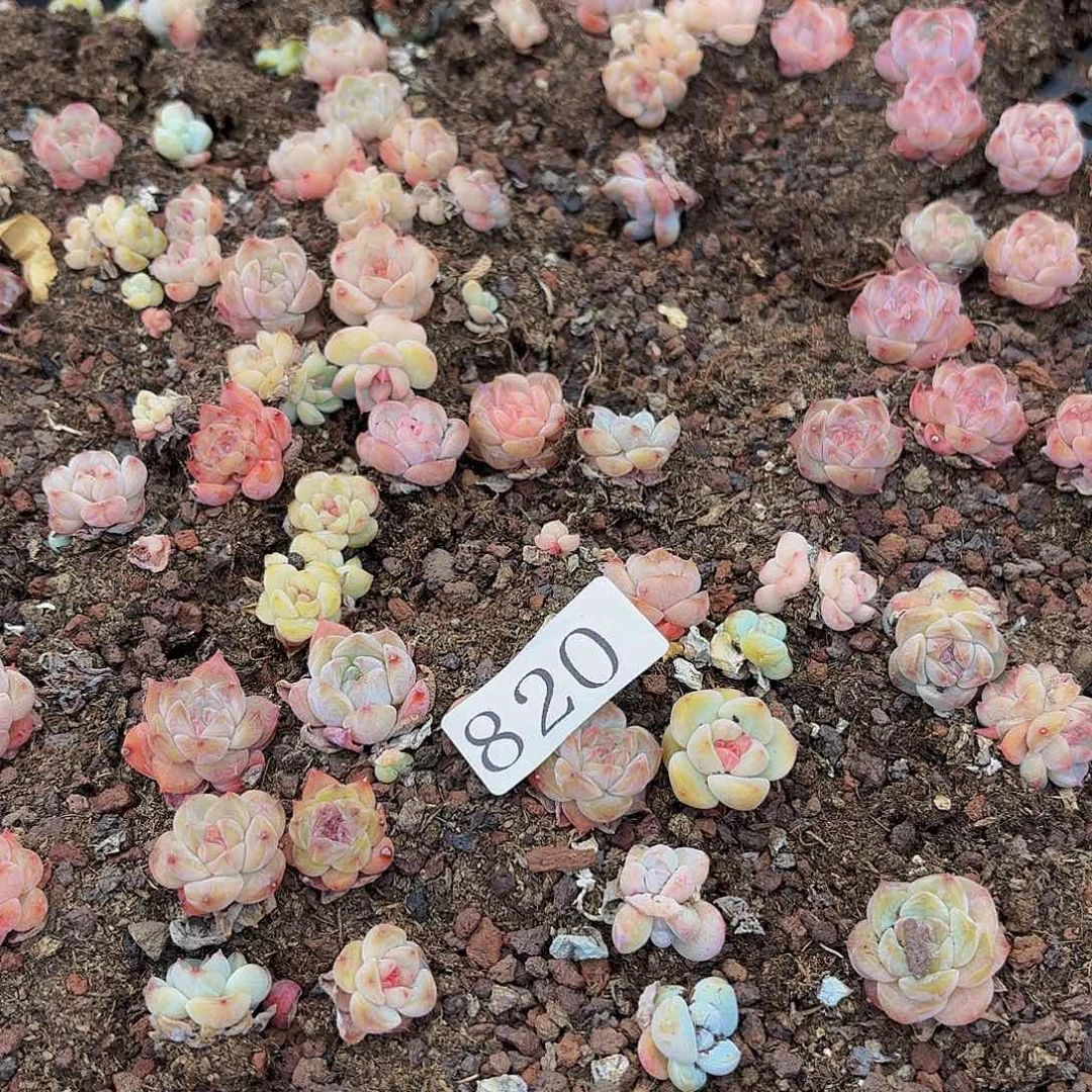 C****l多肉植物多肉植物820