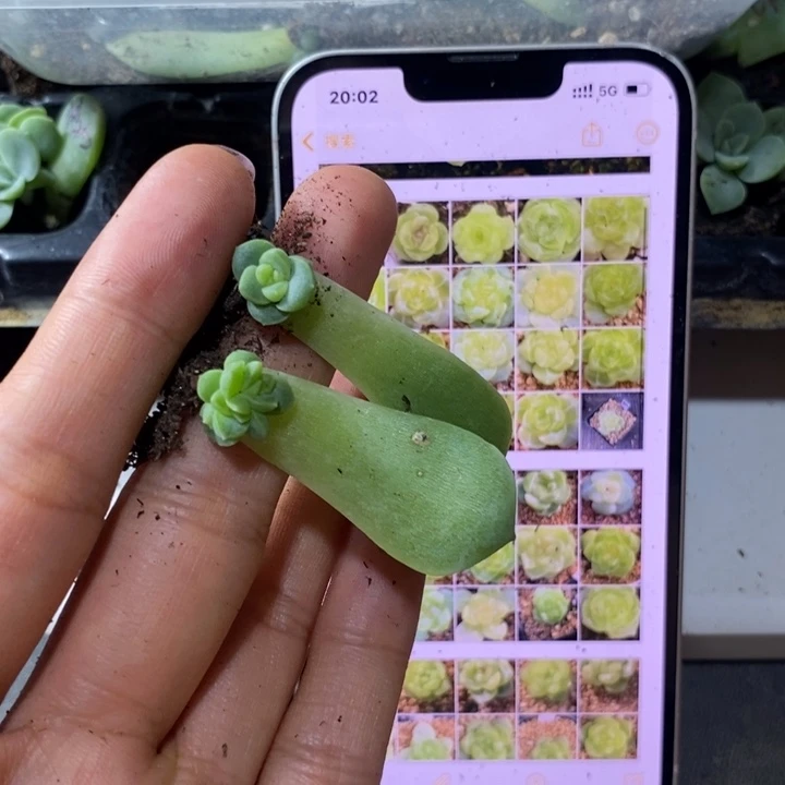 珍妮z89芽苗一个多肉