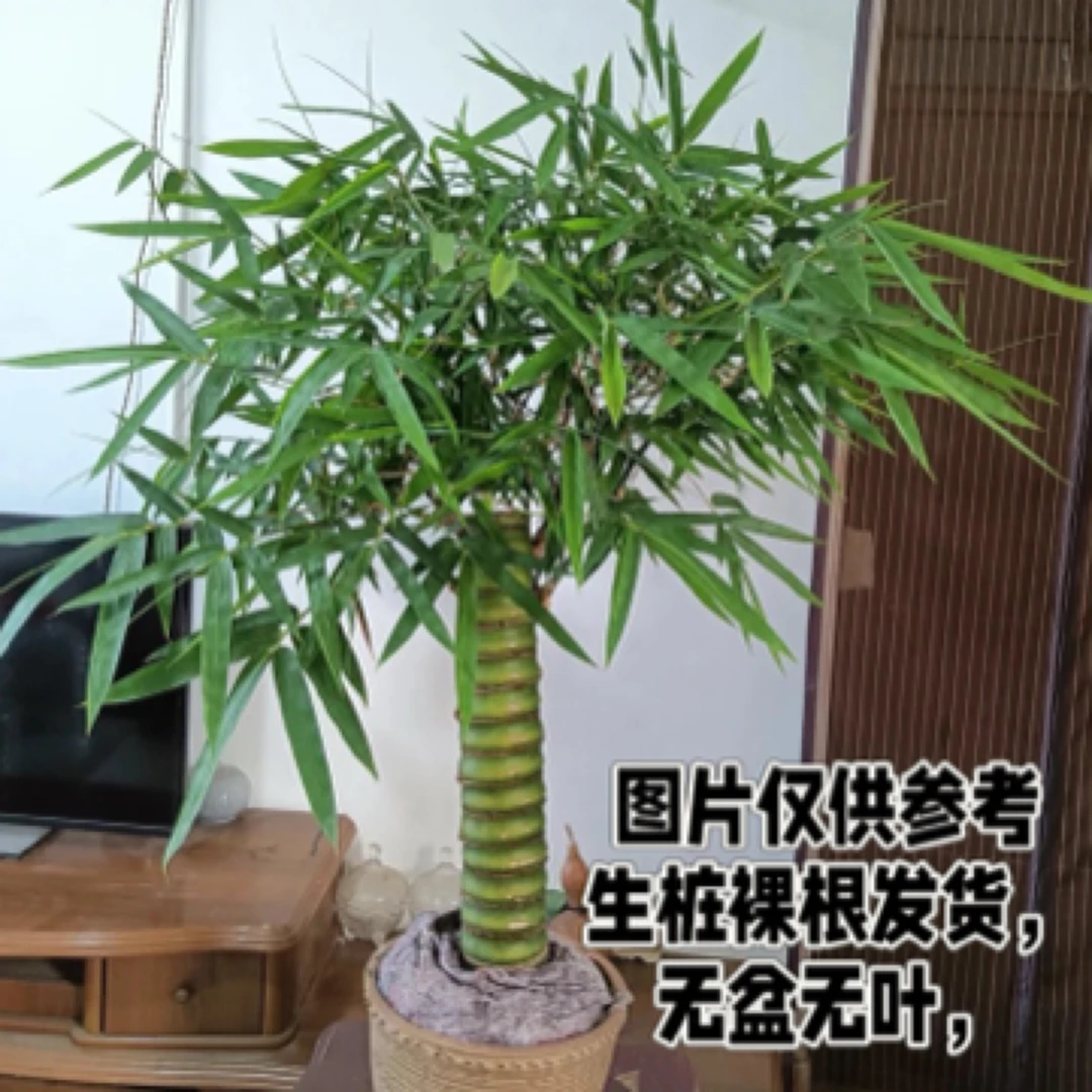 佛肚竹盆栽四季常青好养适合室内外观赏寓意竹报平安