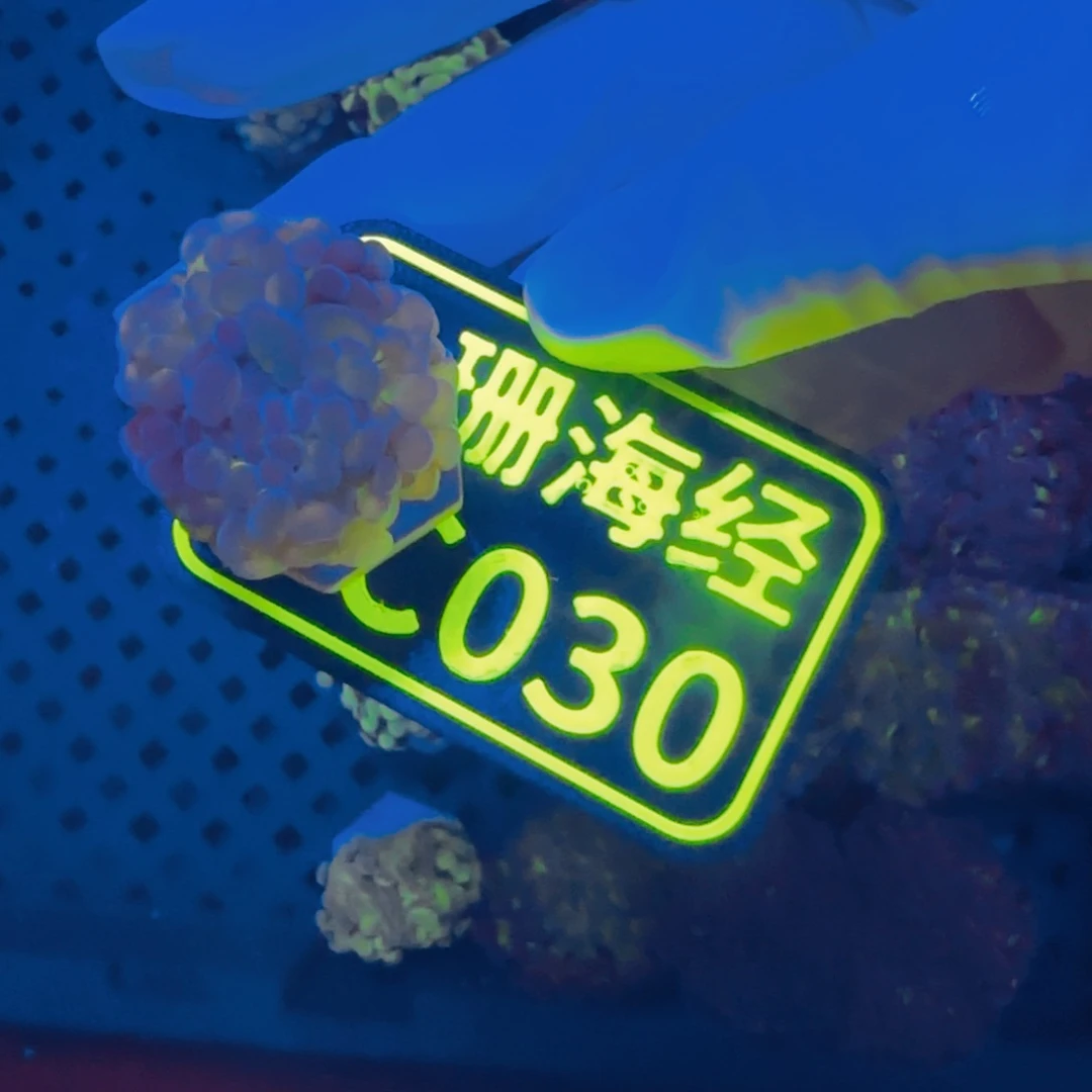 富***熙纽扣珊瑚晓晓不包邮分支糖果榔头C030