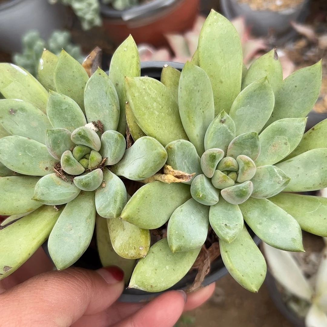 多肉植物双头象牙