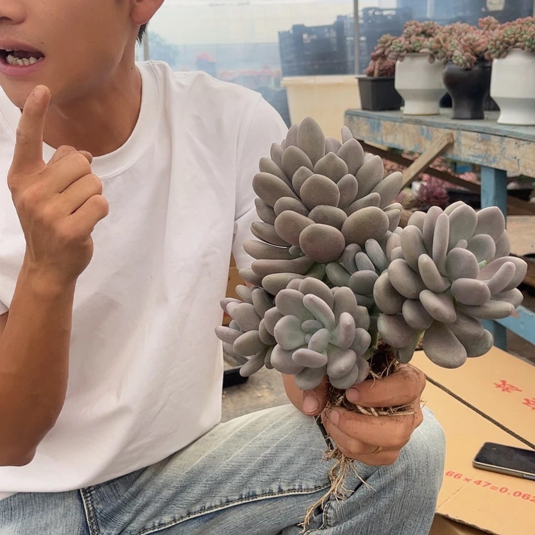 月美人0000000000000