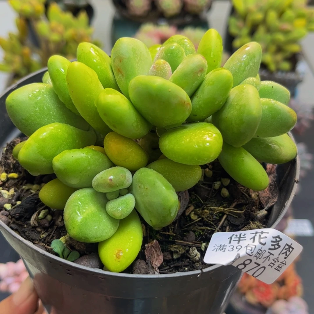 870芒果奶10cm多肉