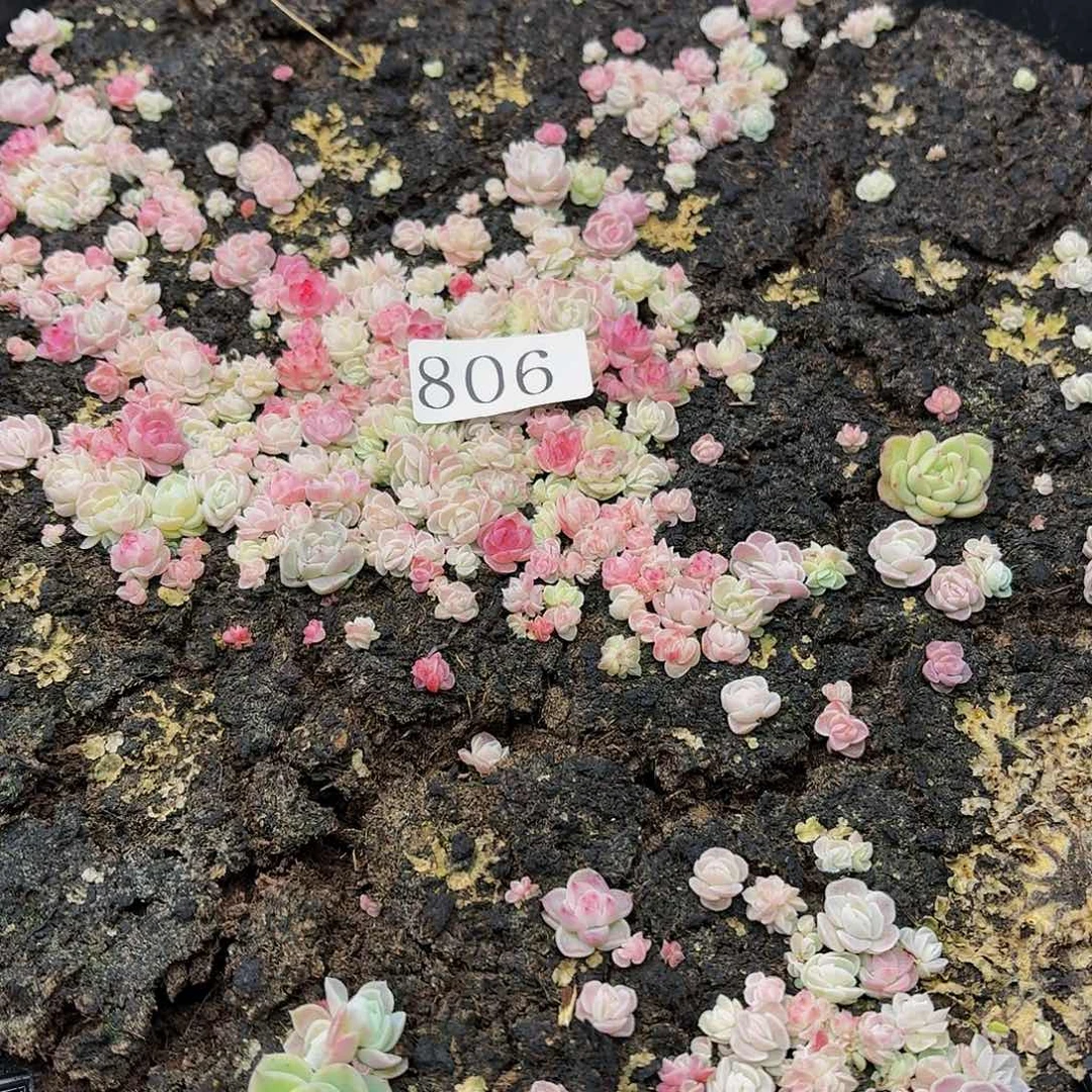 多肉植物多肉植物806