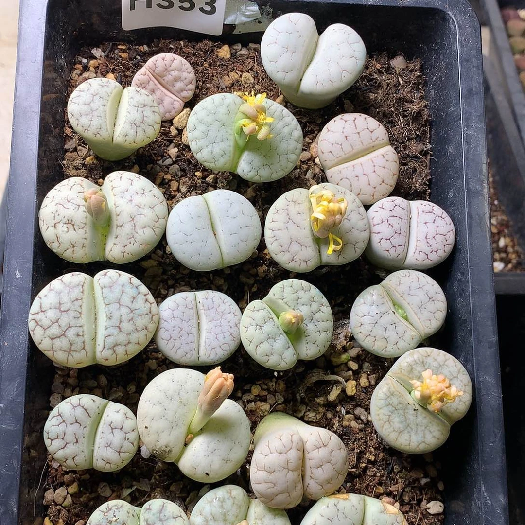 沛*H353多肉植物保护研究所