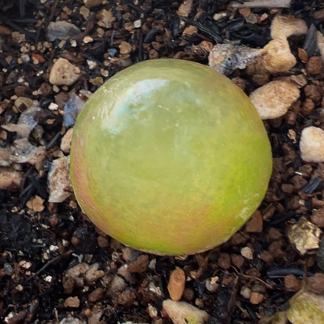 灯泡多肉植物百科6