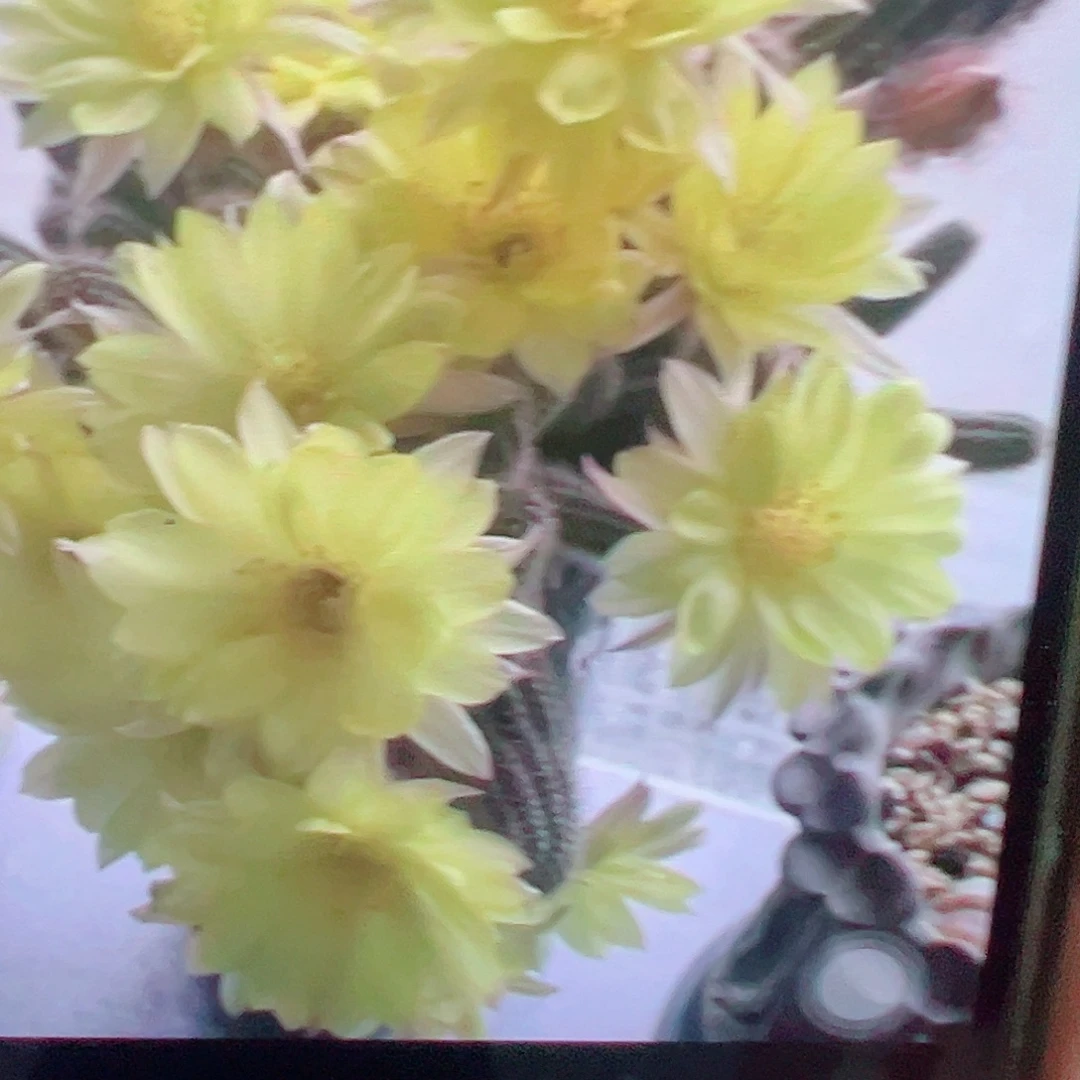 白檀 普拉3个侧芽 满20包邮