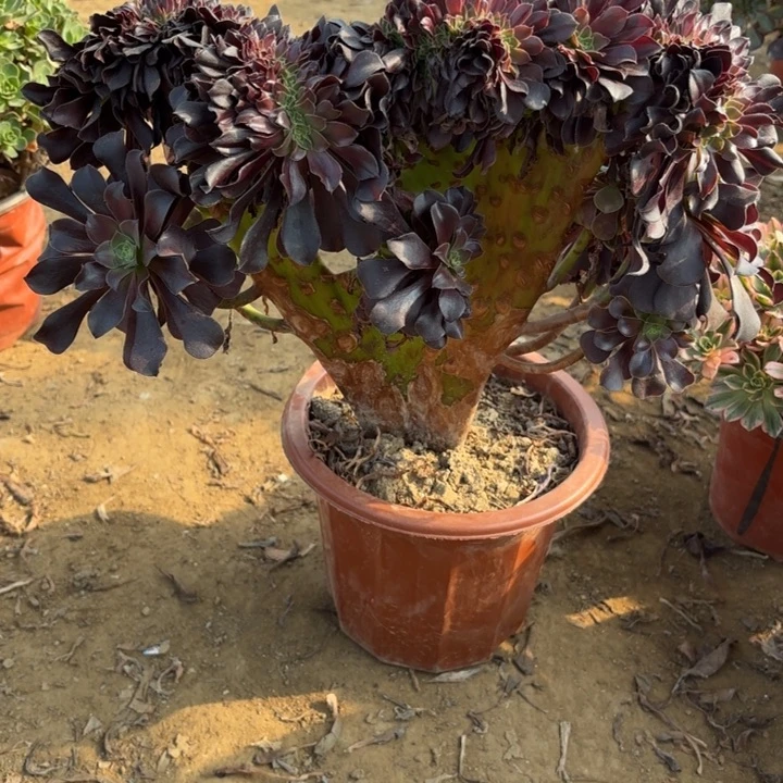 多肉植物法师欧紫缀6