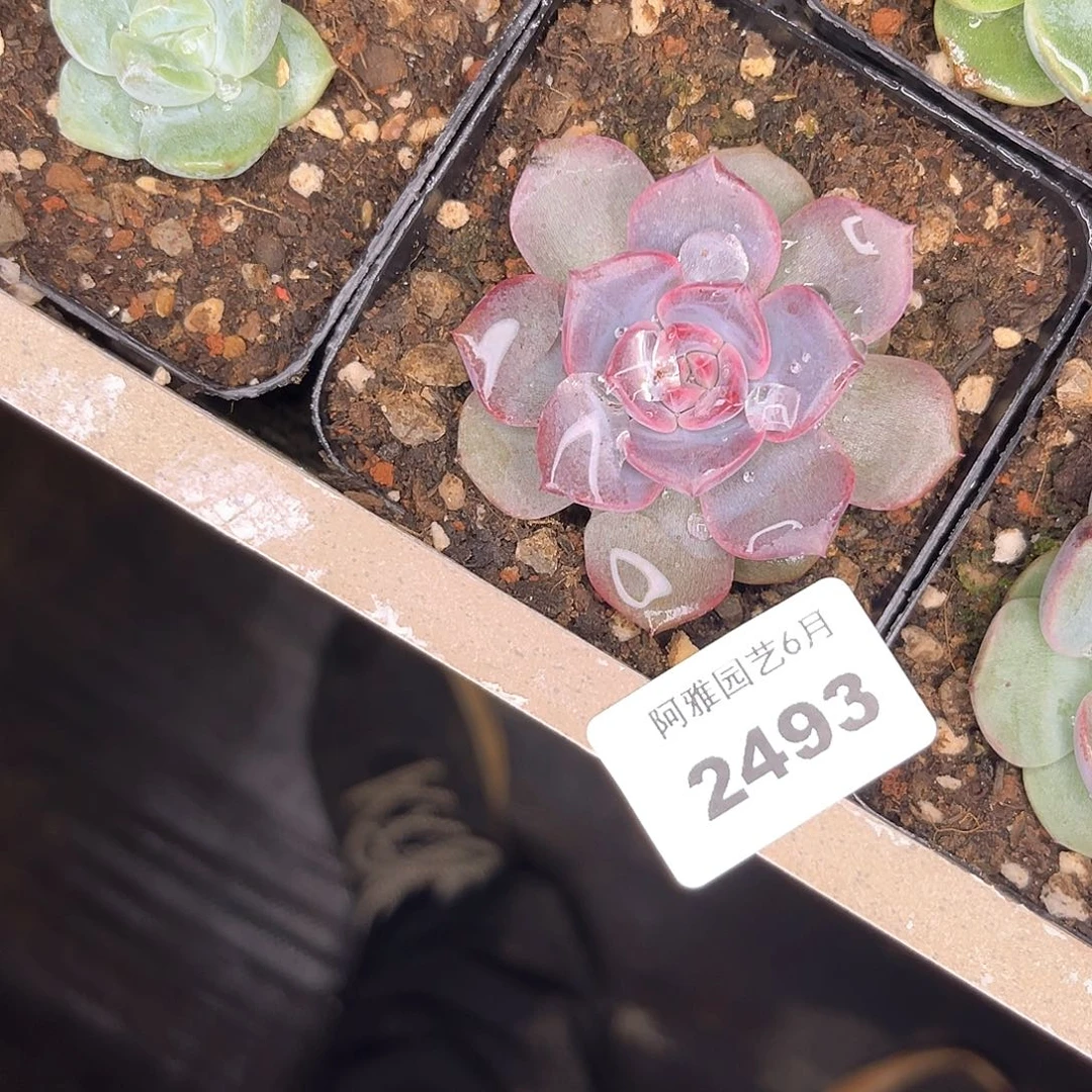阿雅园艺。   2493冰玉杂黑水晶