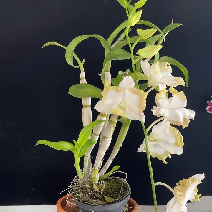 当前无花朵，栽培后可花朵白嘴猫697