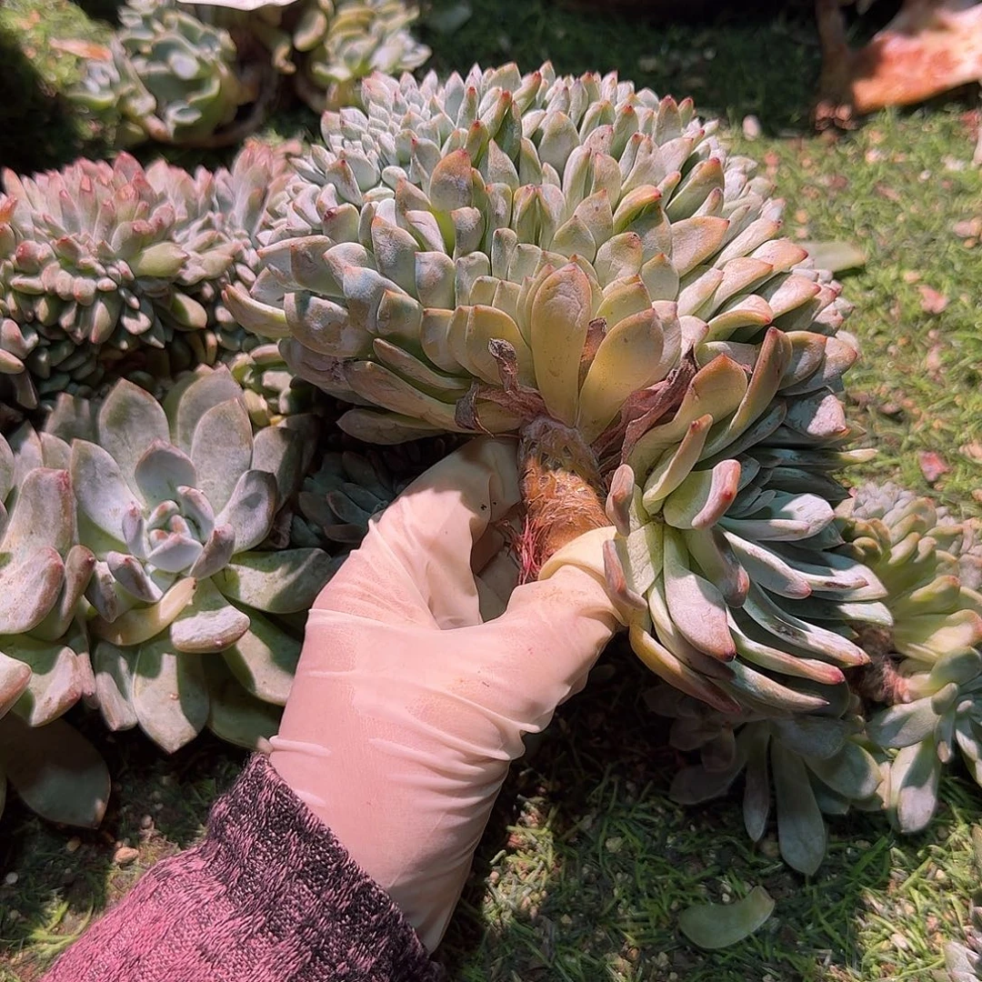 大圆柱腿呀呀呀呀呀