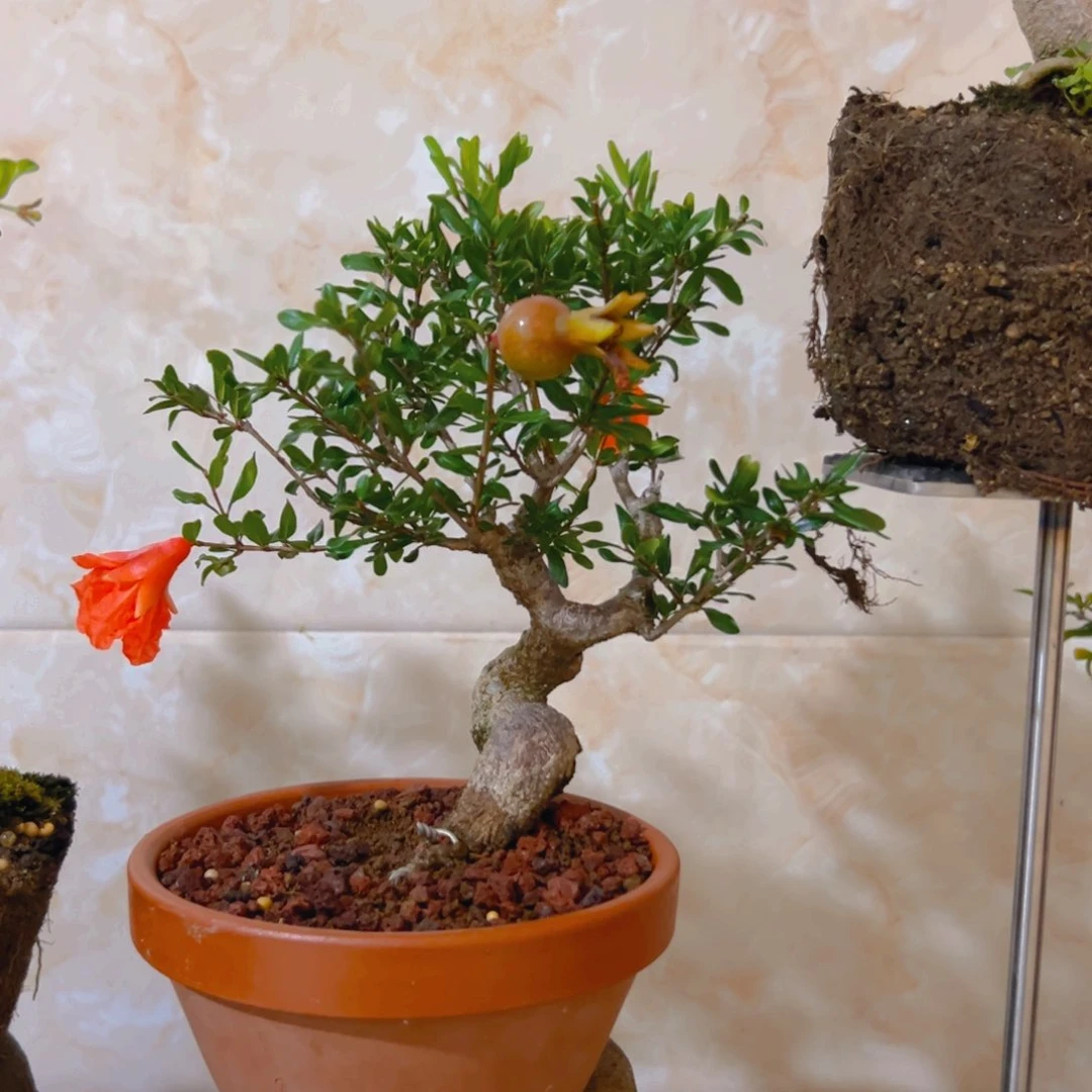 用***玉无花朵石榴123456