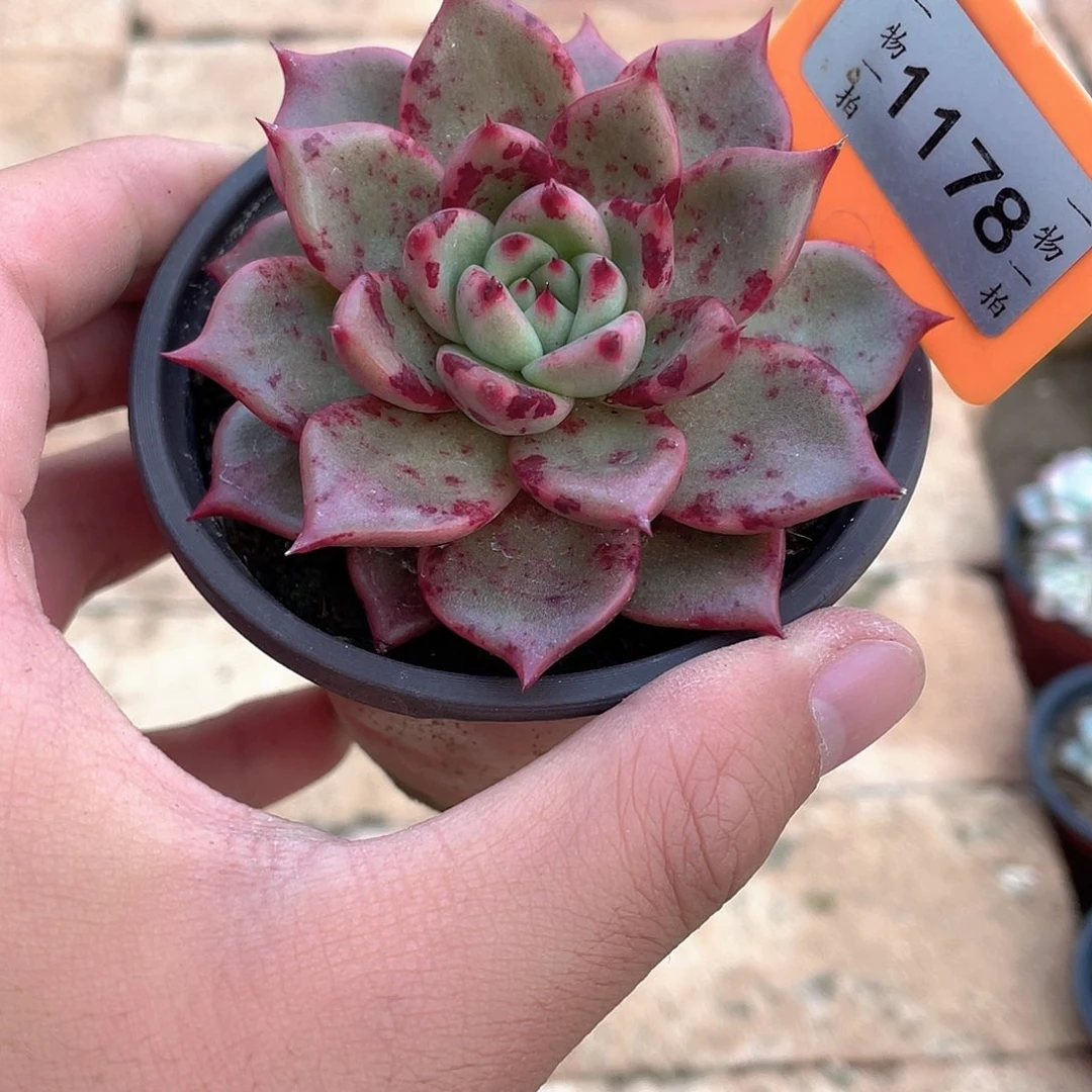 胡***️1178号多肉植物盆栽
