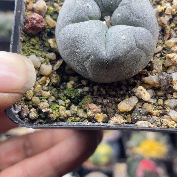 福利一颗肋骨包邮