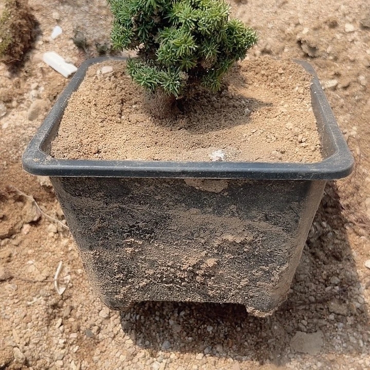 无花朵X11石化桧雅石化桧