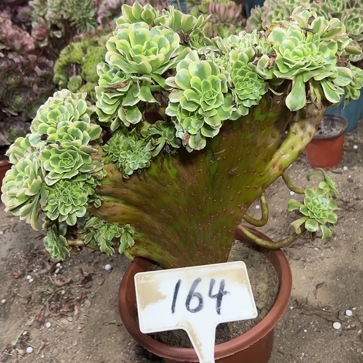 多肉植物绿豆沙缀花